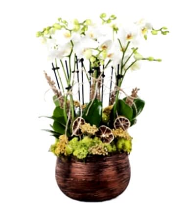 Beyaz Boquetto Orkideler