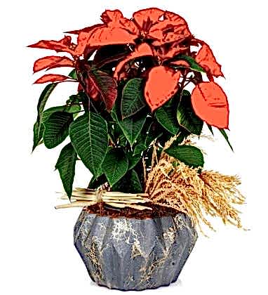 Flower Poinsettia