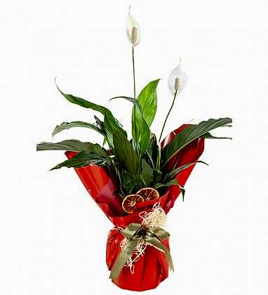 Saksı Spathifilyum Çiçeği