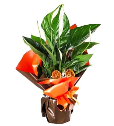 Melody Saksı Spathifilyum