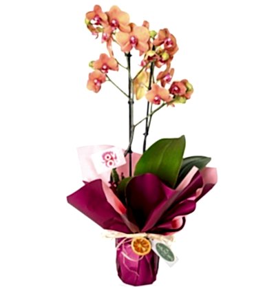 Ateş Orkide Aranjmanı