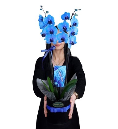 Blue Mavi Orkide