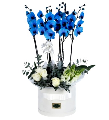 Kutuda Mavi Orkide Beyaz Güller