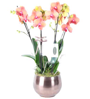 4 Dallı Ateş Orkide