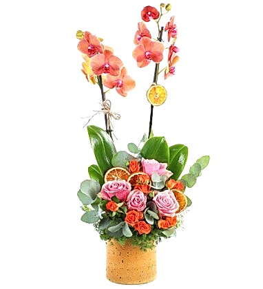 Beautiful Ateş Orchid