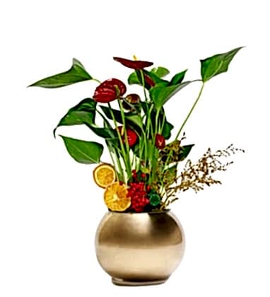 Gold Vazoda Antoryum