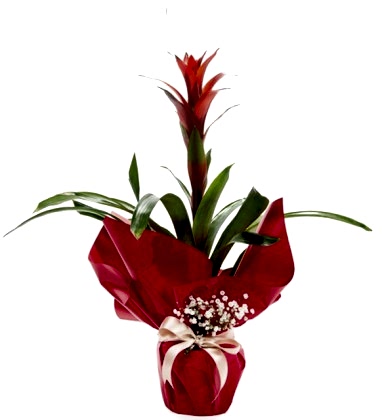 Guzmanya Saksı Çiçeği