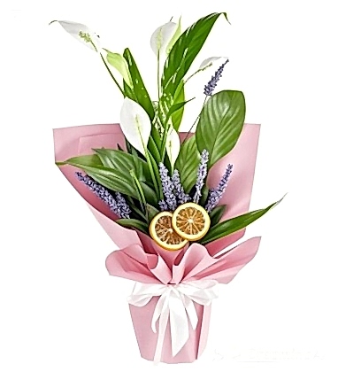 Spatiflyum Saksı Çiçeği