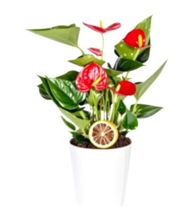 Seramik Saksılı Antoryum Bitkisi