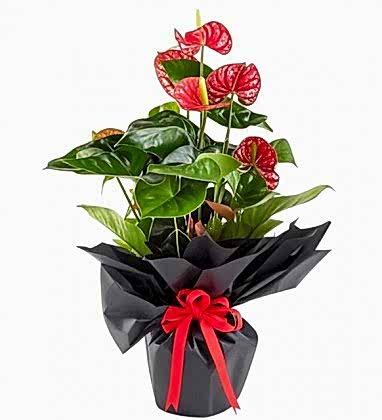 Black Antoryum Bitkisi