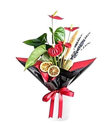 Premium Antoryum Çiçeği