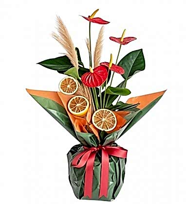 Orange Embrace Antoryum