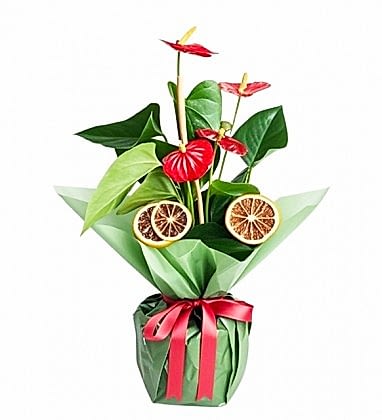 Ruby Antoryum Çiçeği