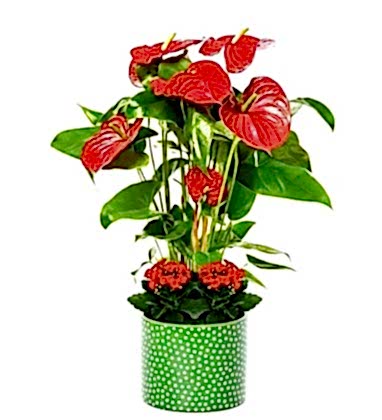 Antoryum ve Kırmızı Kalanchoe