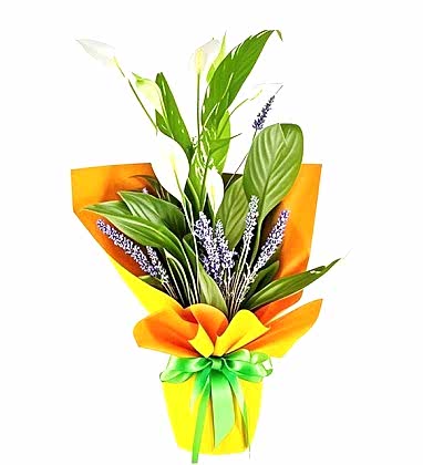 Peaceful Bloom Barış Çiçeği