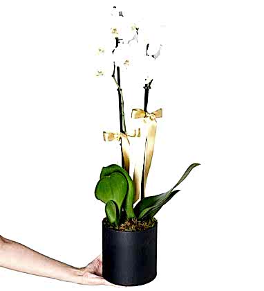  Kutuda Çift Dallı Premium Orkide