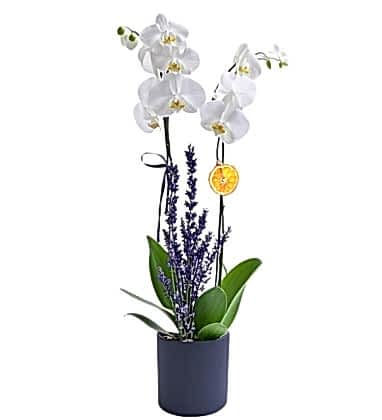 Box 2 Dal Beyaz Orkide