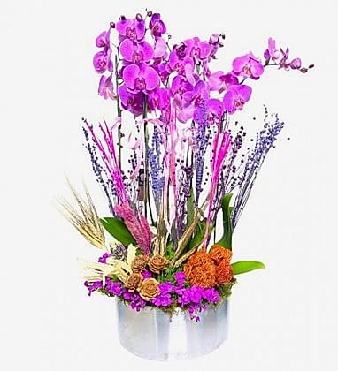 10 Dallı Mor Orkide