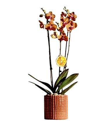 Orange Phalaenopsis Plant