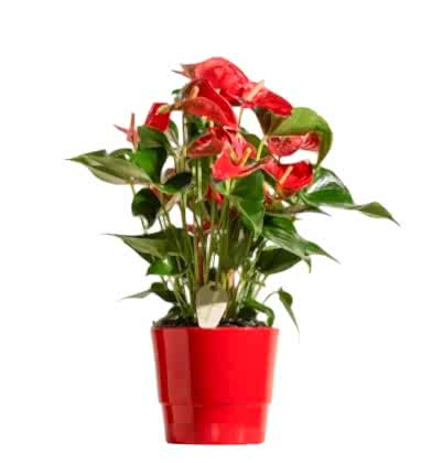 Golden Red Anthurium