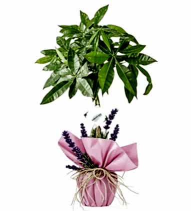 Bright Fortune Para Çiçeği