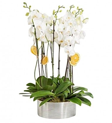 Premium 10' Dallı Beyaz Orkide