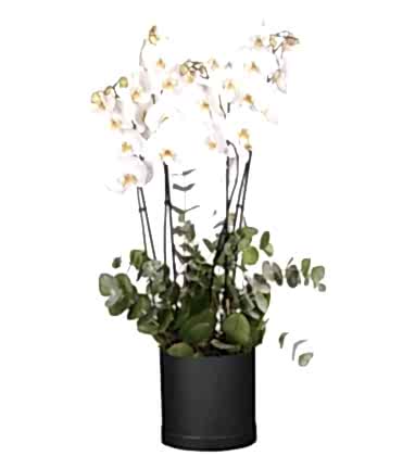 4 Dal Orkide Siyah Box Kutulu