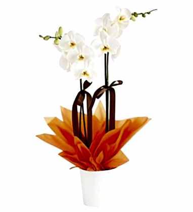 Golden Light Çiftli Beyaz Orkide