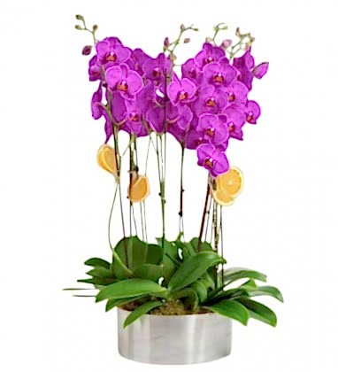Premium 10 dal Mor Orkide  