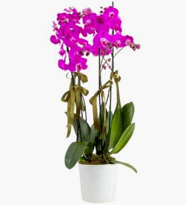 Favori 4 Dal Mor Orkide